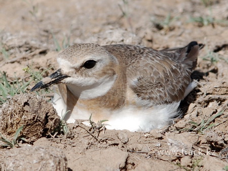 Greater Sand Plover Charadrius Leschenaultii